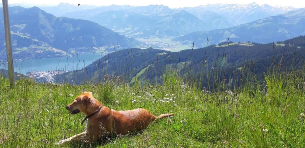Pension Alpenrose Zell am See Dış mekan fotoğraf